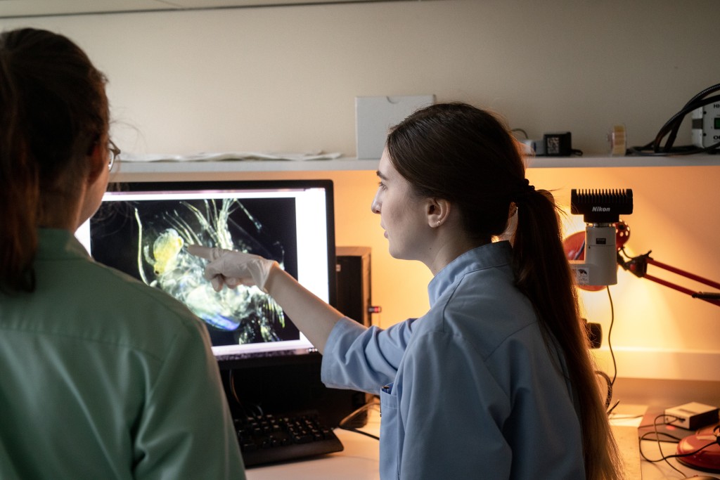253974-analysing-a-potential-hazard-of-microplastic.jpg